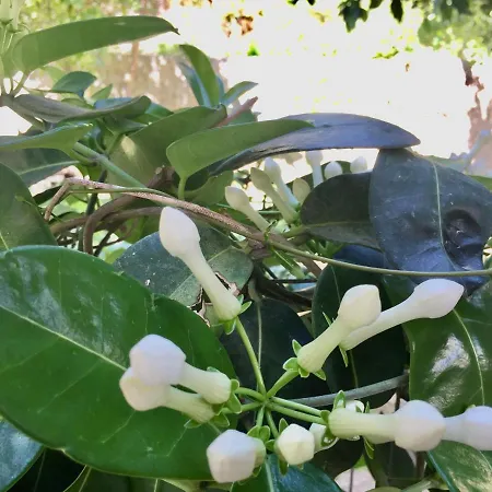 Blue העיירה רתימנו